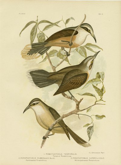 时间的Pomatorhinus或Grey-Crowned Babbler，1891 作者 格拉西乌斯·布罗诺诺夫斯基